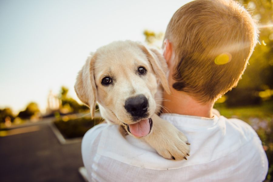 Puppy