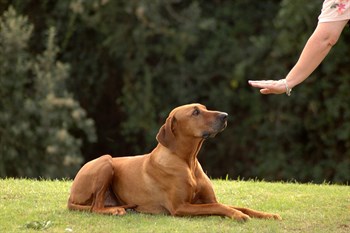 Pets